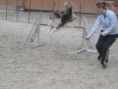 /album/tordaszoo-agility-kupa-2013-oktober1/pa190081-2-jpg1/